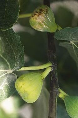Bécane