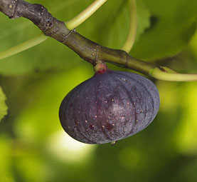 Bourjassotte Noire