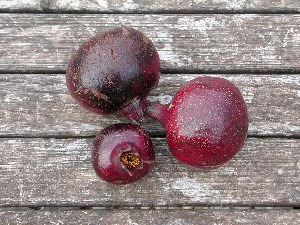 Grenadier à Fruits Noirs