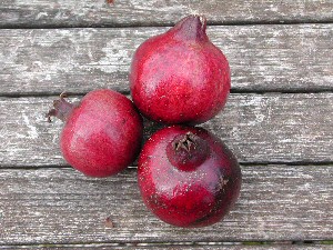 Grenadier à Fruits Violets