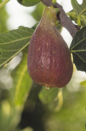 Goutte d’Or