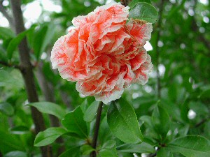 Legrelliae