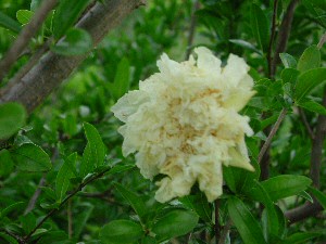 Luteum