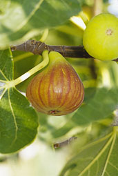 Madeleine des Deux Saisons