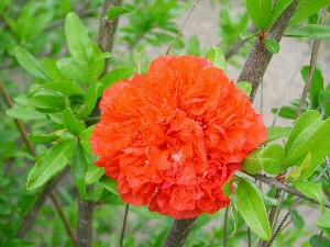Maxima Rubra