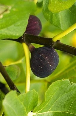 Noire de Barbentane