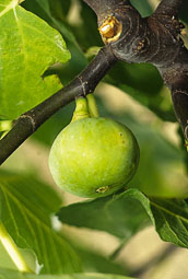 Sucre Vert