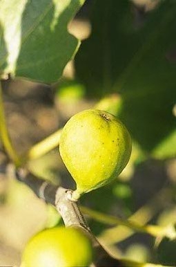 Ténà